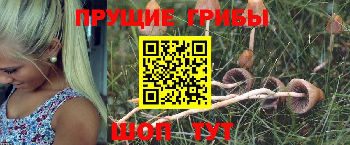 Псилоцибиновые грибы прущие грибы Камышлов